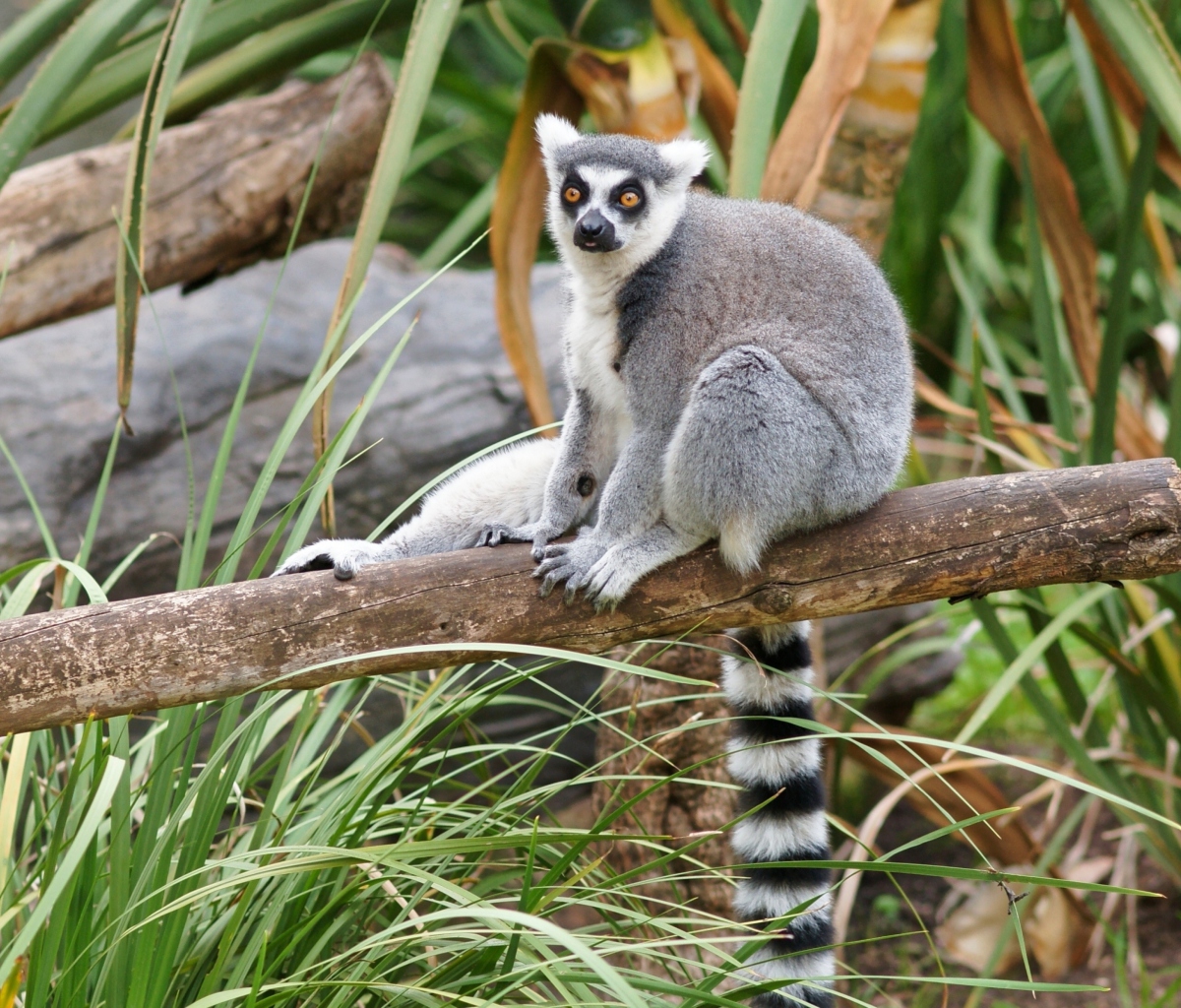 Funny Lemur screenshot #1 1200x1024