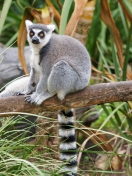 Funny Lemur wallpaper 132x176