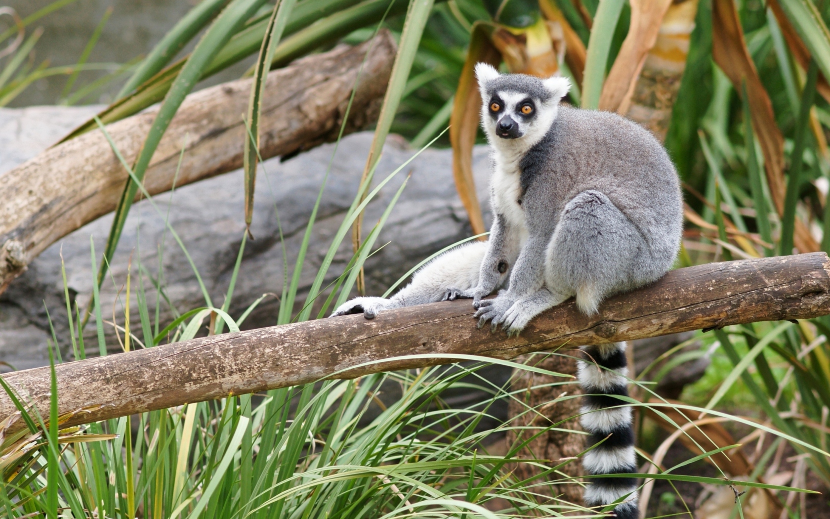 Das Funny Lemur Wallpaper 1680x1050