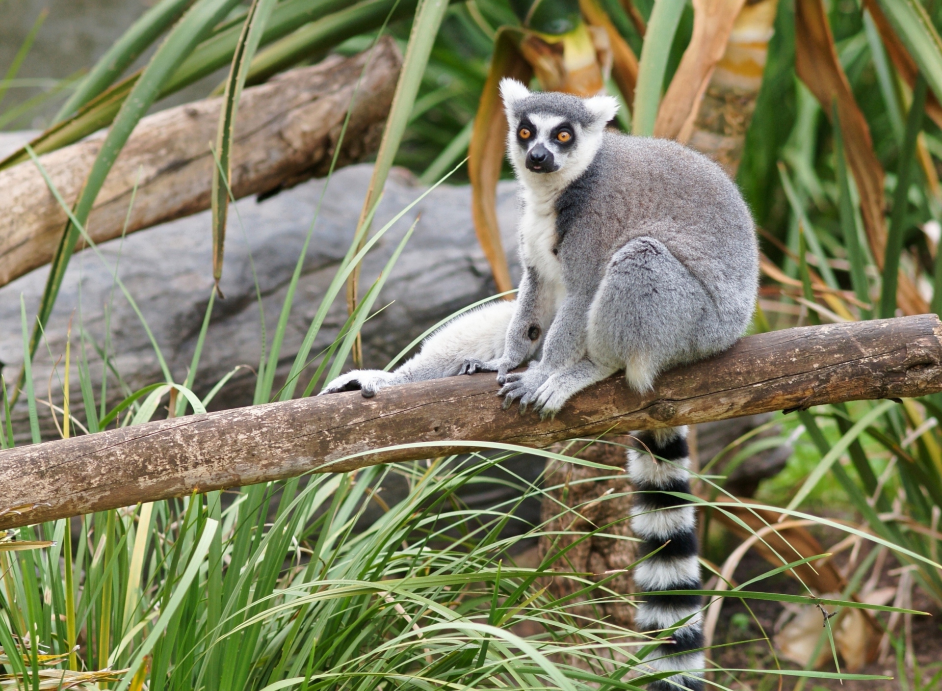 Das Funny Lemur Wallpaper 1920x1408