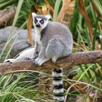 Обои Funny Lemur 208x208