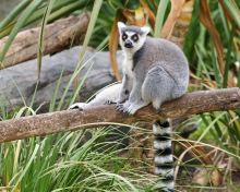 Sfondi Funny Lemur 220x176