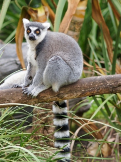 Fondo de pantalla Funny Lemur 240x320