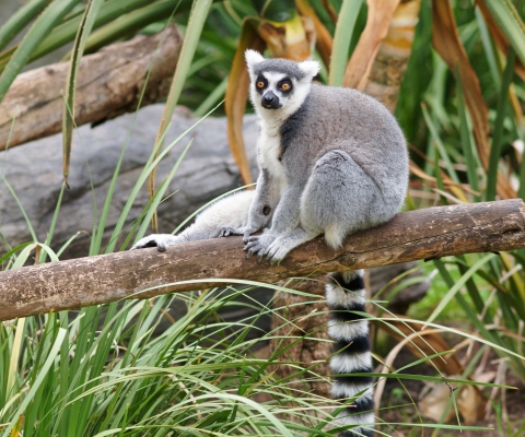 Обои Funny Lemur 480x400