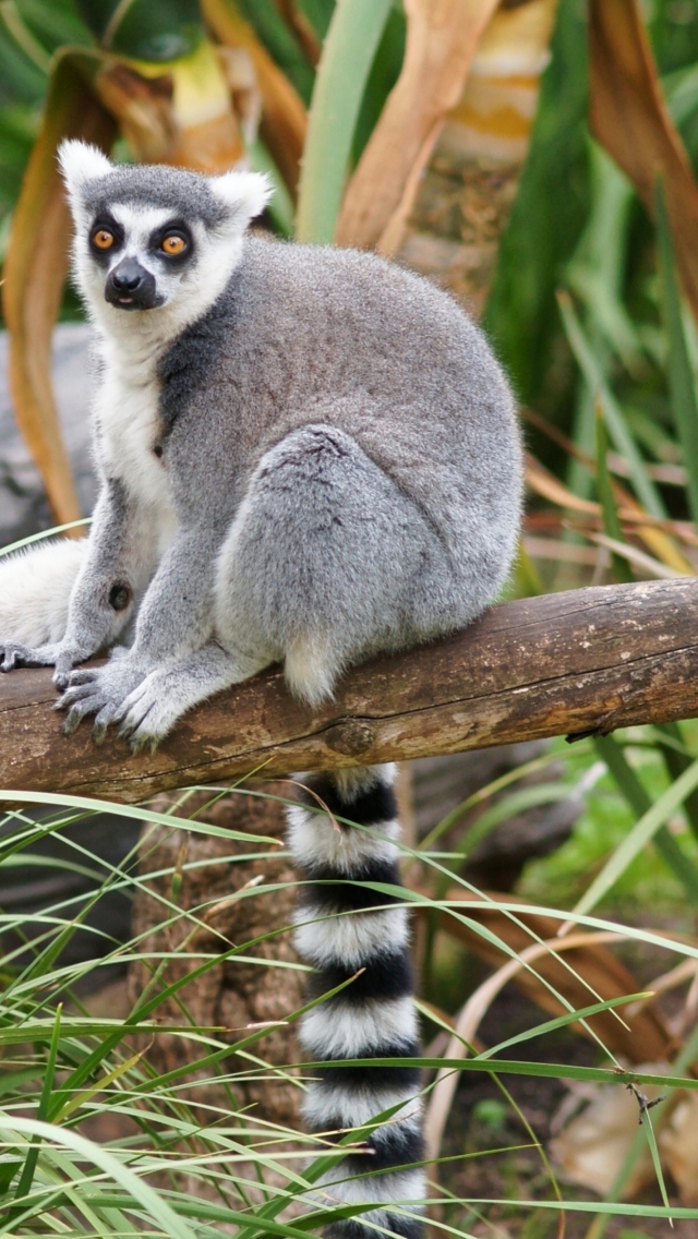 Funny Lemur wallpaper 640x1136