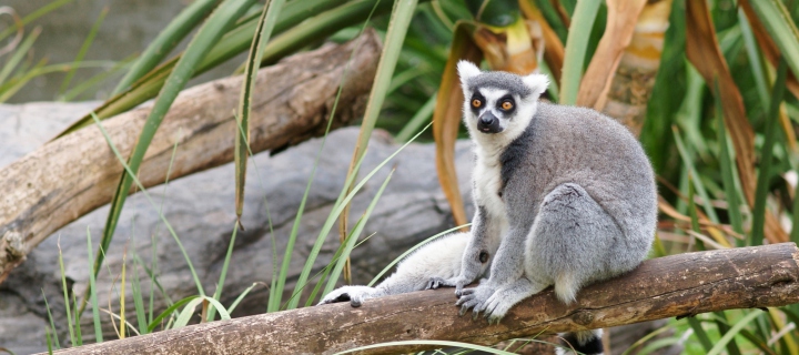 Sfondi Funny Lemur 720x320