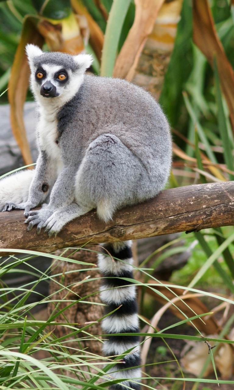 Sfondi Funny Lemur 768x1280