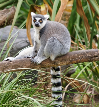 Funny Lemur - Obrázkek zdarma pro iPad mini