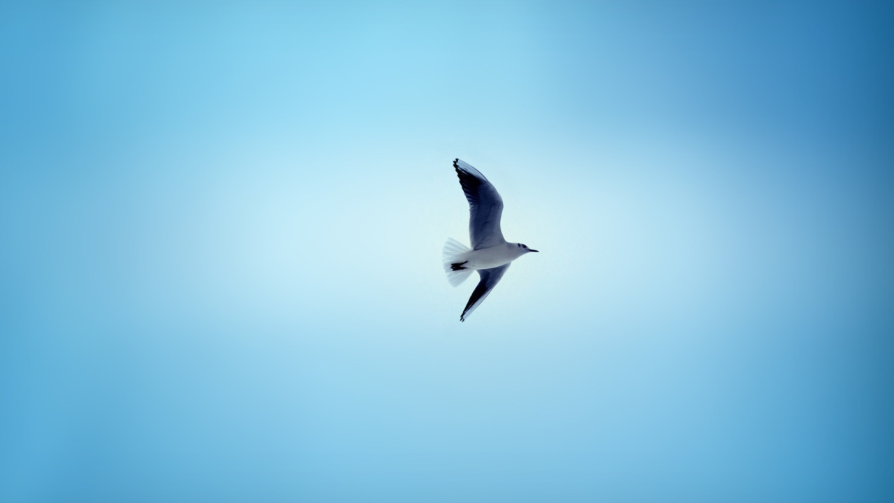 Bird In Blue Sky wallpaper 1280x720