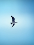 Bird In Blue Sky wallpaper 132x176