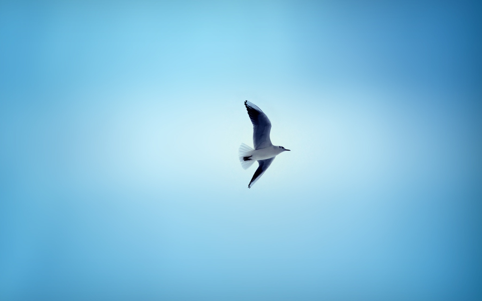Bird In Blue Sky wallpaper 1680x1050