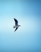 Screenshot №1 pro téma Bird In Blue Sky 176x220