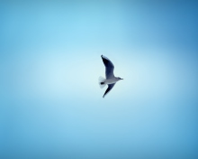 Bird In Blue Sky wallpaper 220x176
