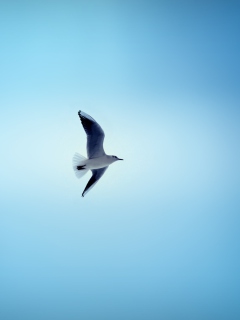Das Bird In Blue Sky Wallpaper 240x320