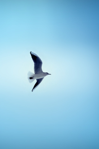 Обои Bird In Blue Sky 320x480