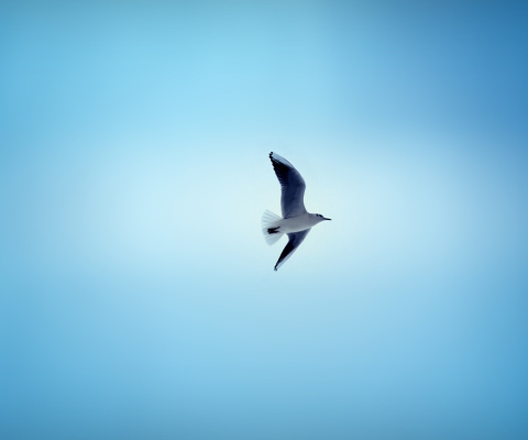Обои Bird In Blue Sky 480x400
