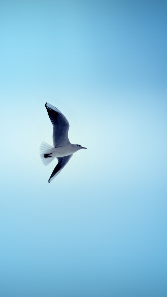 Das Bird In Blue Sky Wallpaper 640x1136