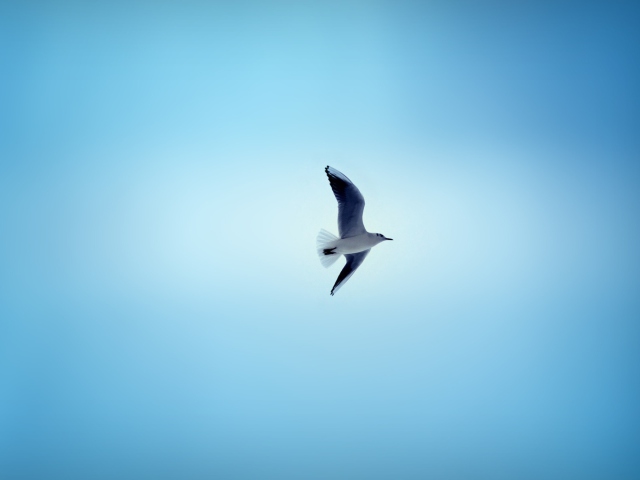 Das Bird In Blue Sky Wallpaper 640x480