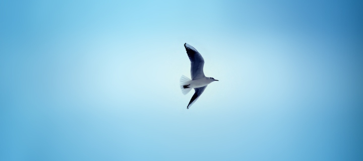 Bird In Blue Sky wallpaper 720x320