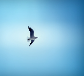 Kostenloses Bird In Blue Sky Wallpaper für iPad mini