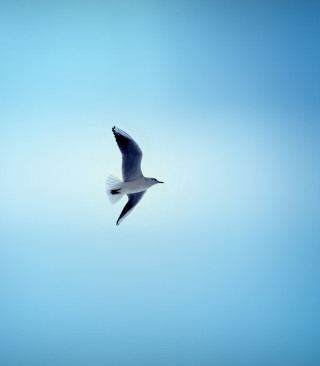 Kostenloses Bird In Blue Sky Wallpaper für 768x1280