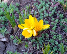 Sfondi Yellow Flower 220x176