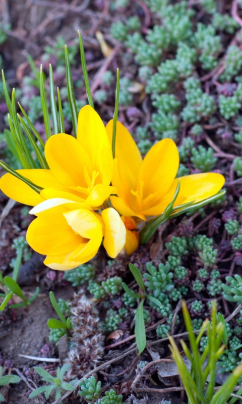 Yellow Flower wallpaper 480x800