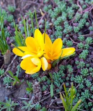 Yellow Flower - Obrázkek zdarma pro 240x400