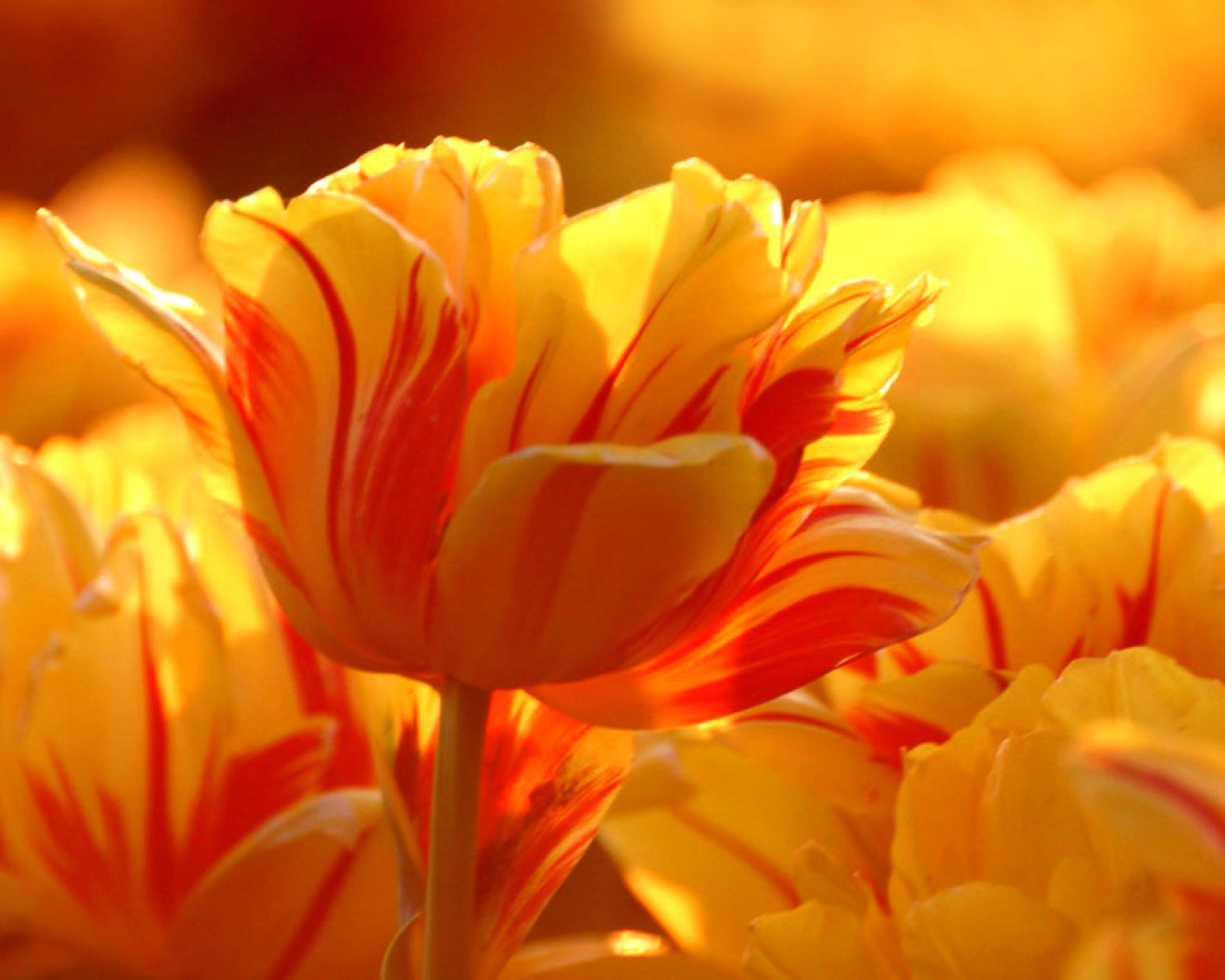 Sfondi Tulip Season in May 1600x1280