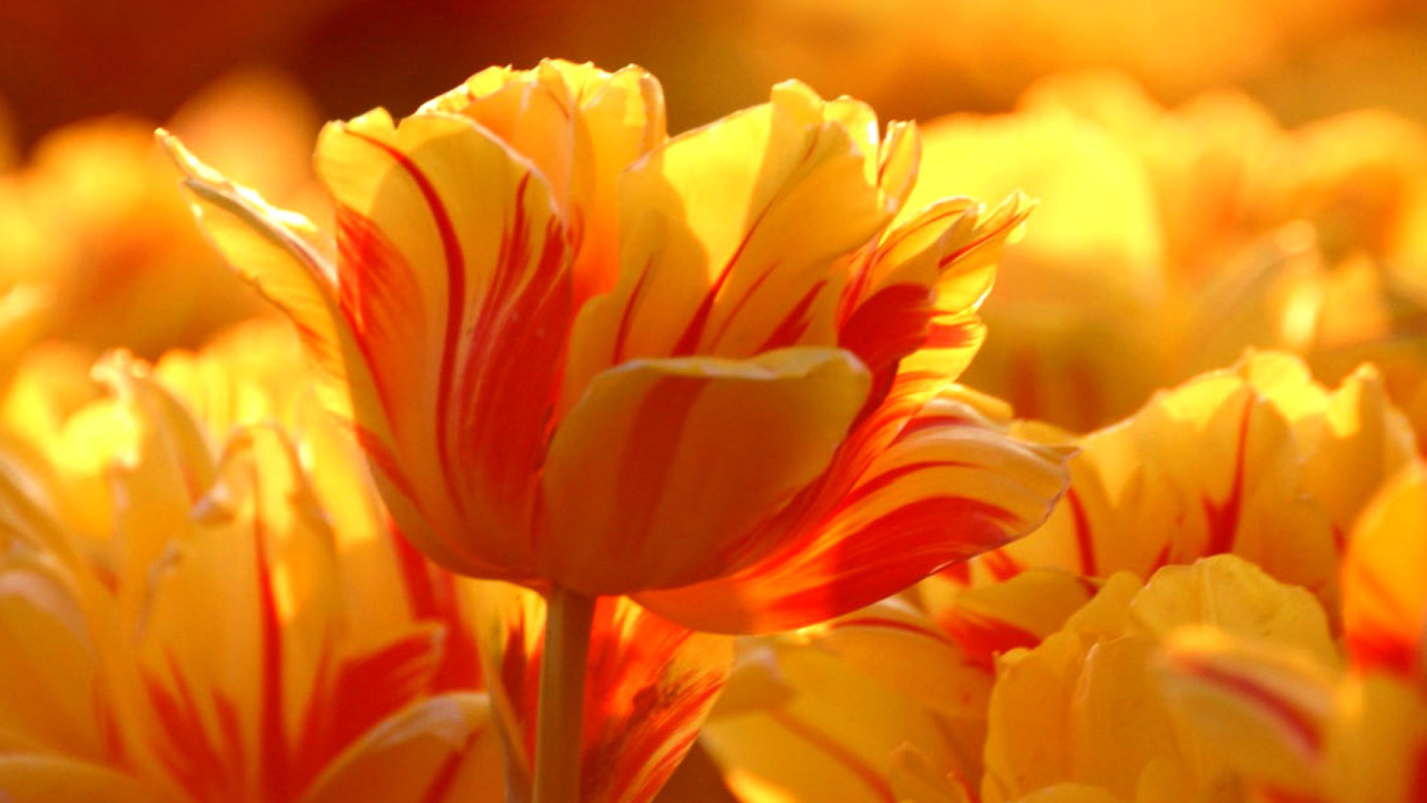 Tulip Season in May screenshot #1 1600x900