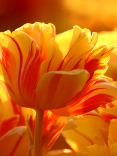 Tulip Season in May screenshot #1 240x320
