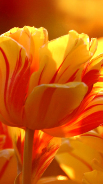 Tulip Season in May wallpaper 360x640