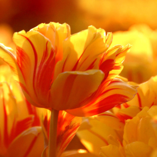Tulip Season in May sfondi gratuiti per iPad mini
