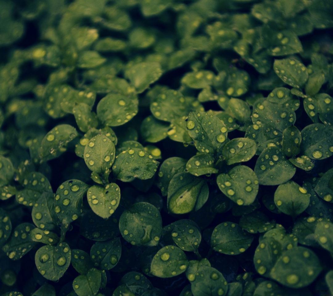 Das Green Leaves Wallpaper 1080x960
