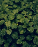 Green Leaves screenshot #1 128x160