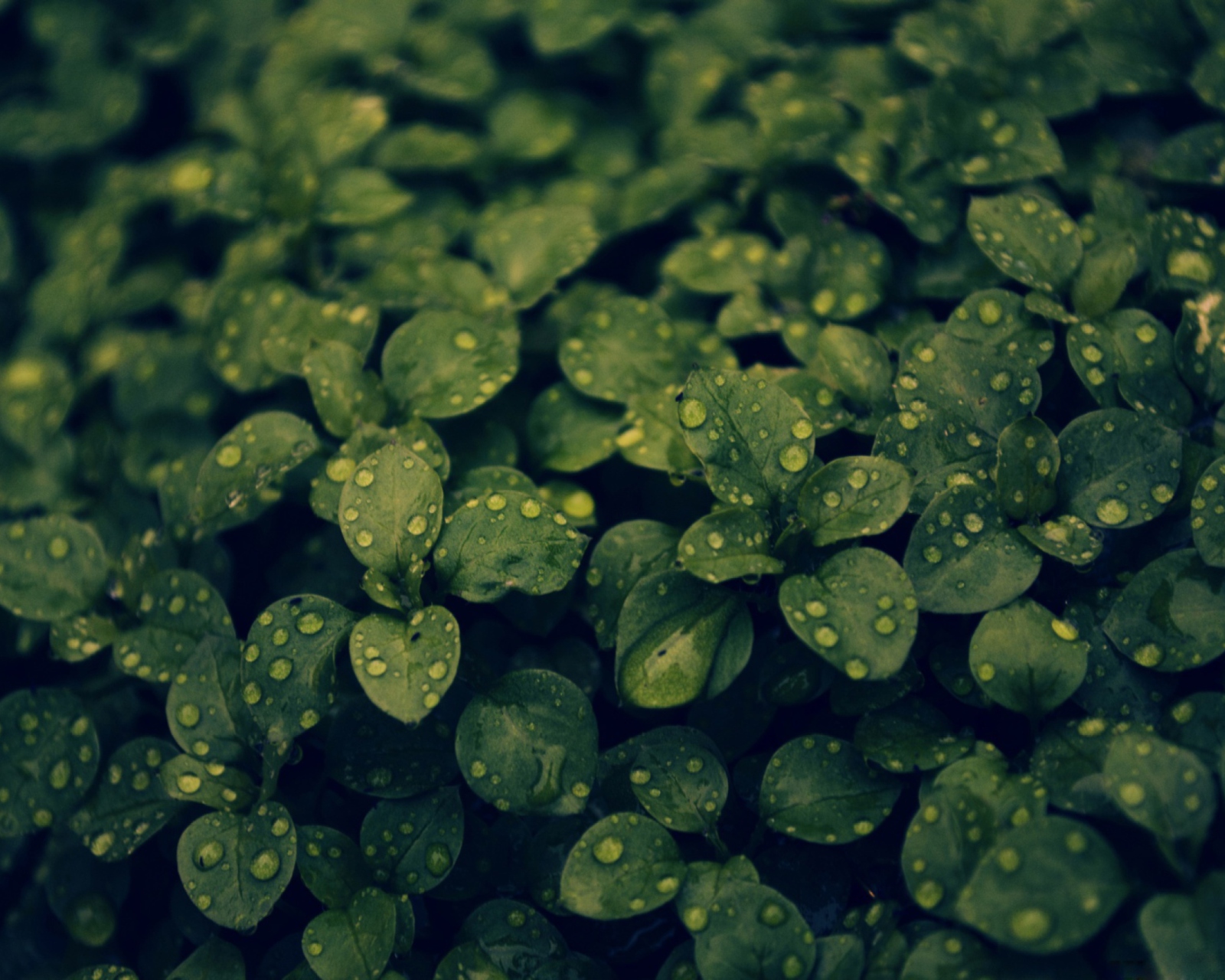 Green Leaves screenshot #1 1600x1280