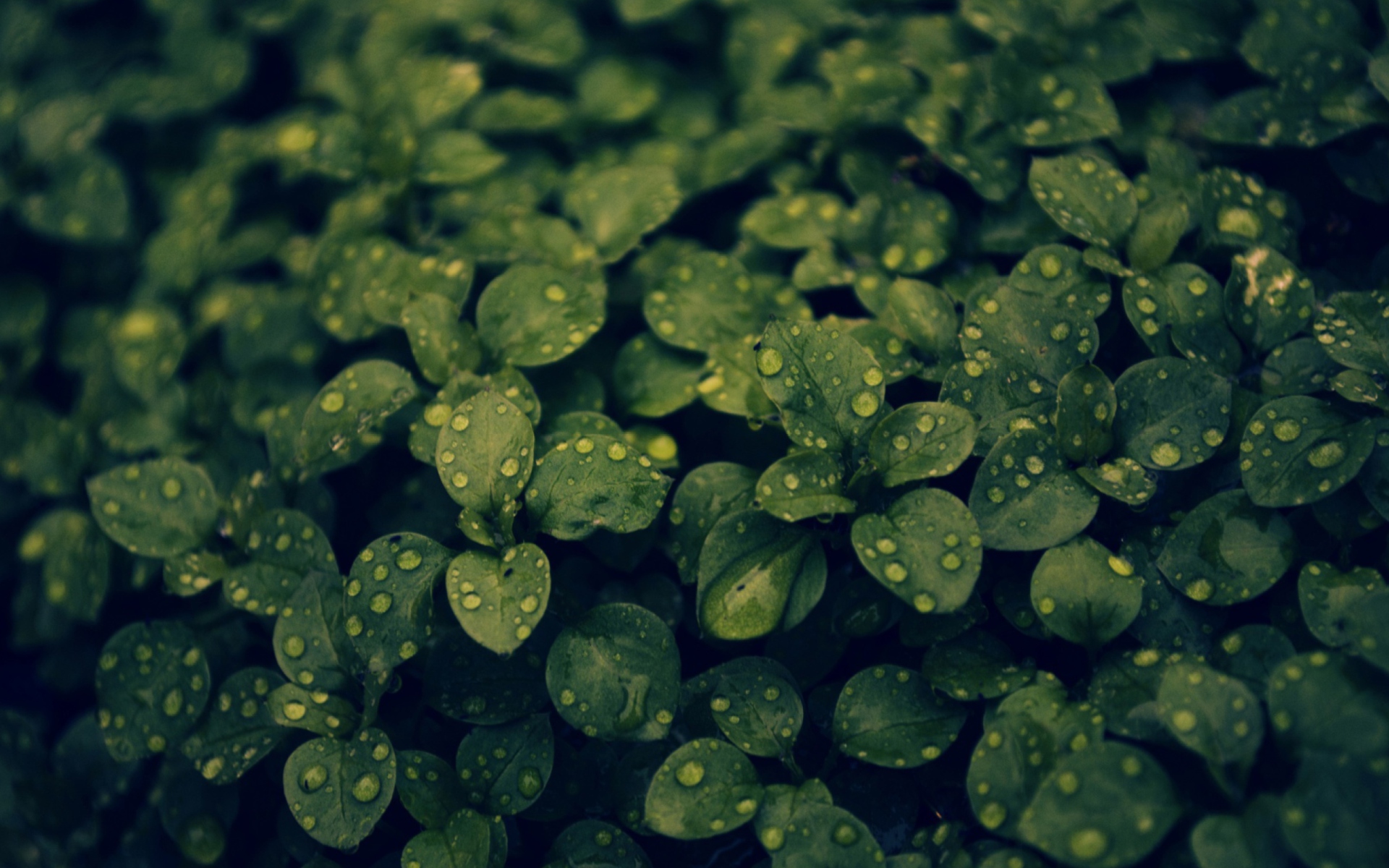 Green Leaves screenshot #1 1920x1200