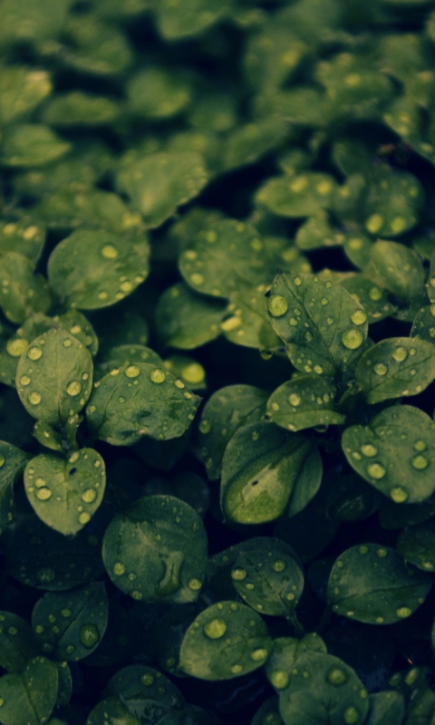 Das Green Leaves Wallpaper 480x800