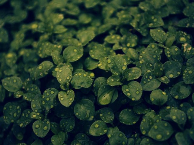 Das Green Leaves Wallpaper 640x480