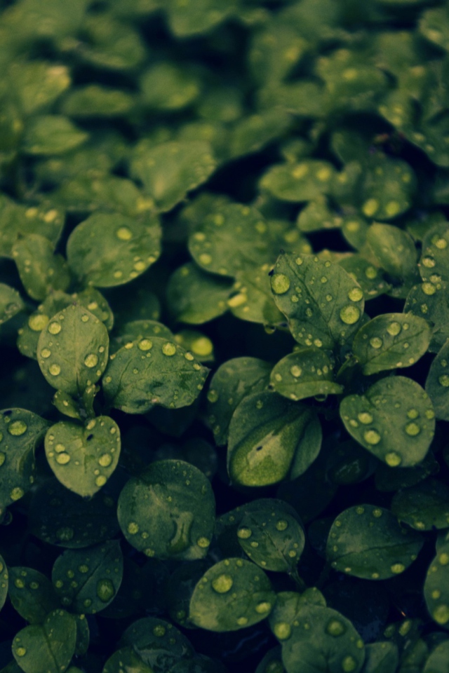 Das Green Leaves Wallpaper 640x960