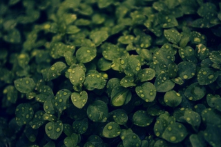 Green Leaves Background for Android, iPhone and iPad
