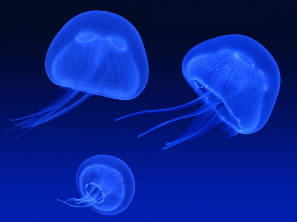 Обои Neon box jellyfish 1024x768