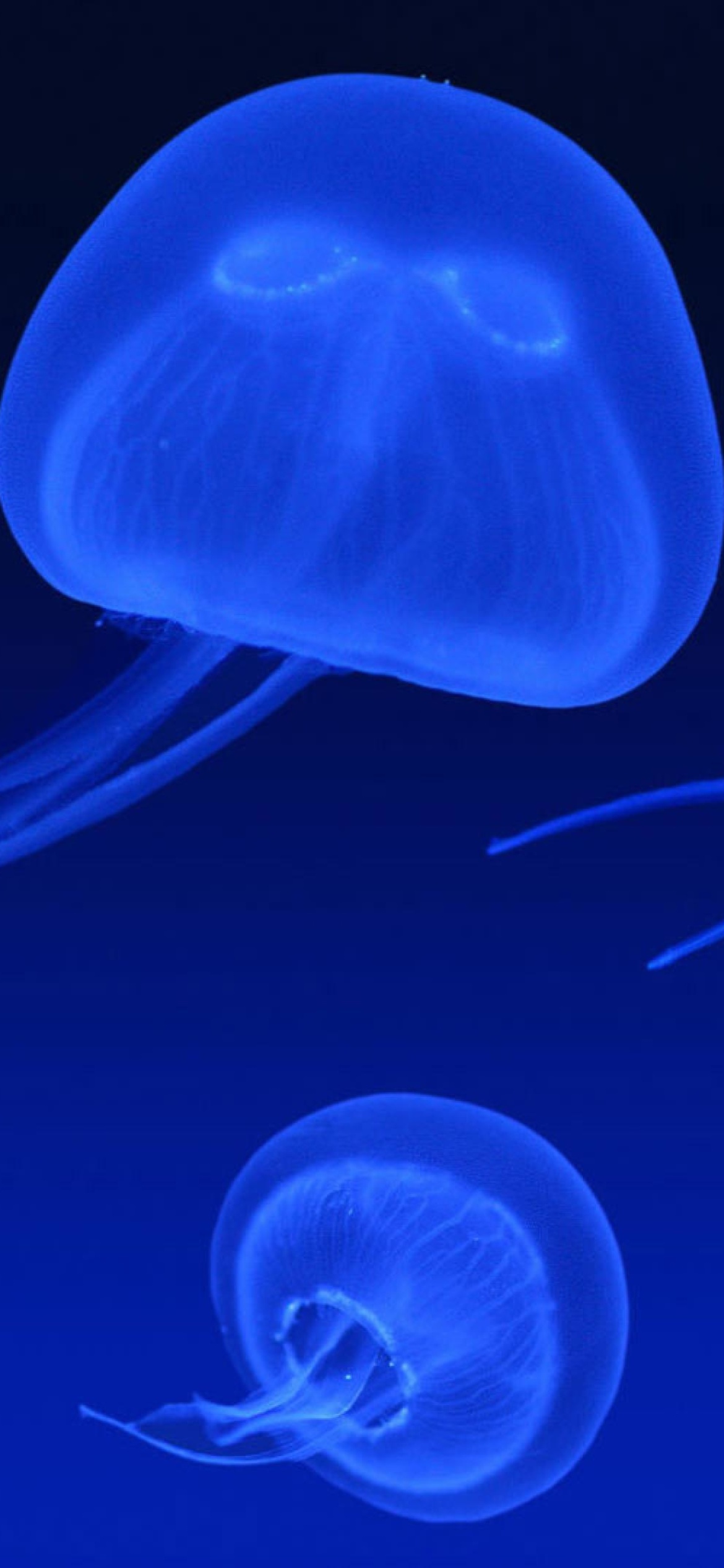 Das Neon box jellyfish Wallpaper 1170x2532