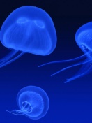 Обои Neon box jellyfish 132x176