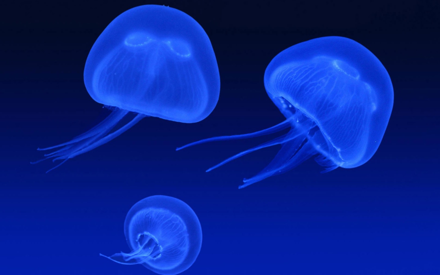 Neon box jellyfish wallpaper 1440x900