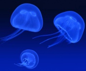 Neon box jellyfish wallpaper 176x144