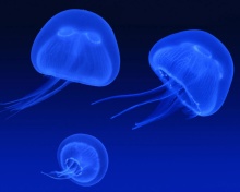 Screenshot №1 pro téma Neon box jellyfish 220x176