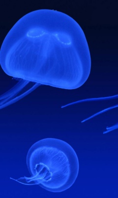Fondo de pantalla Neon box jellyfish 240x400