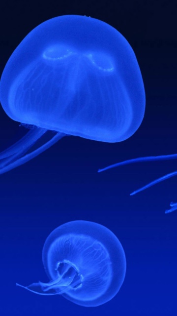 Обои Neon box jellyfish 360x640