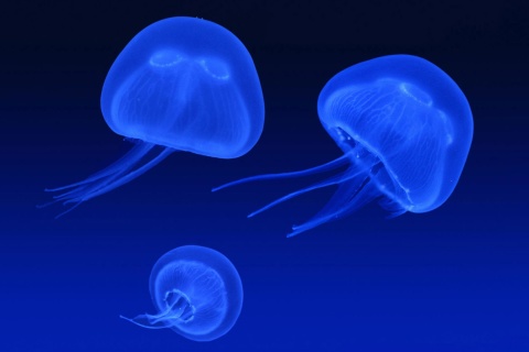 Обои Neon box jellyfish 480x320